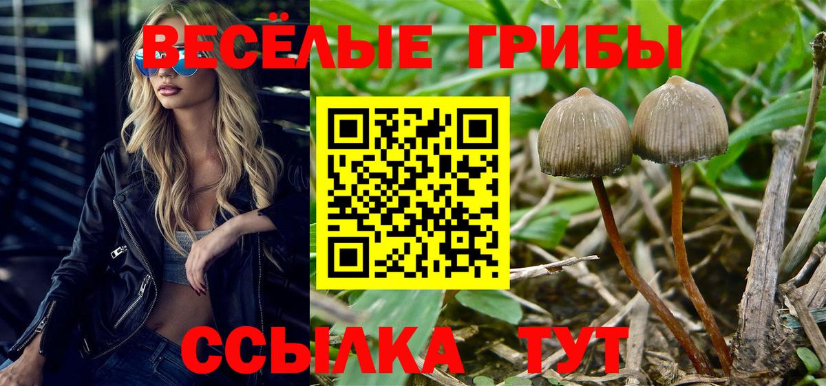 Псилоцибиновые грибы Psilocybine cubensis Избербаш