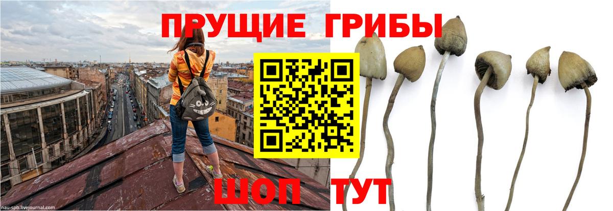 Псилоцибиновые грибы мухоморы Избербаш